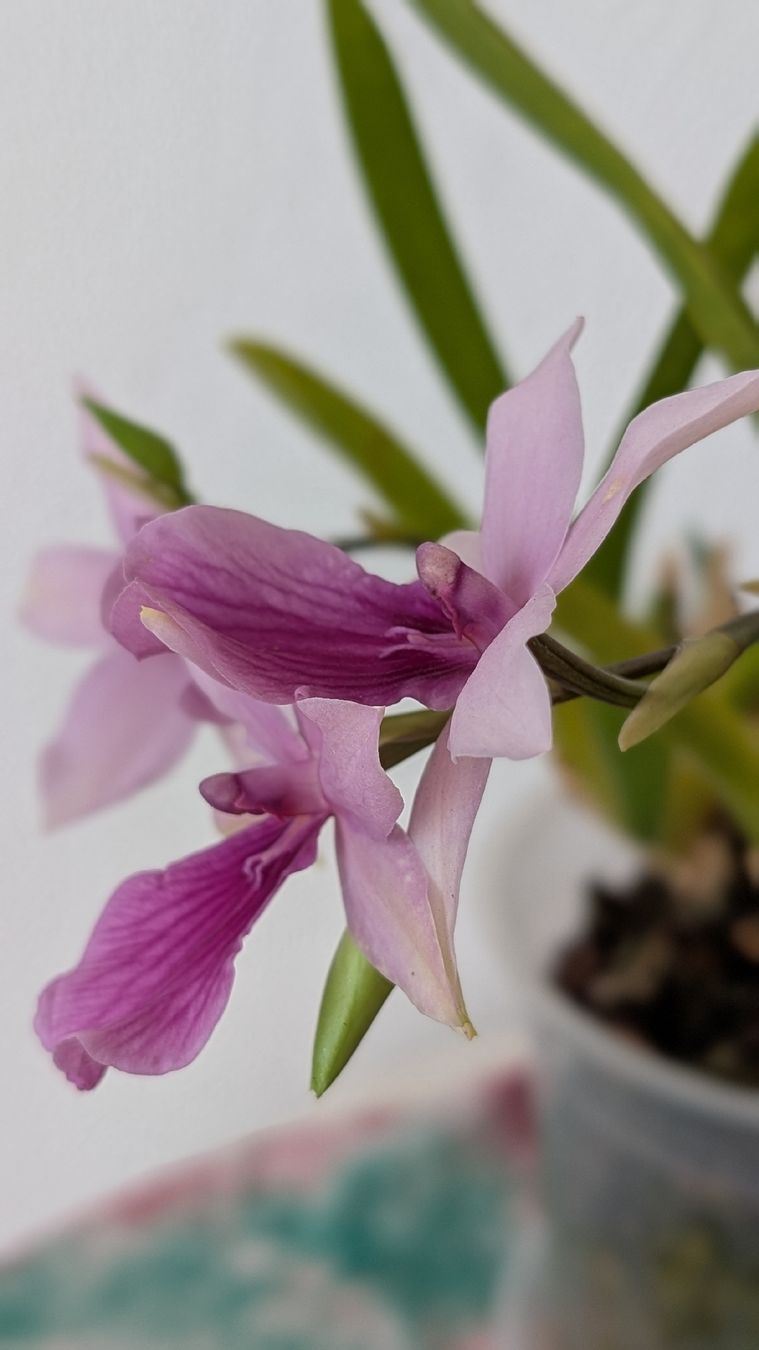 Piante & sementi: Miltonia 'Honolulu Dark Lip' Orchidee – Usato da Untervaz venduto da Lyraia 6