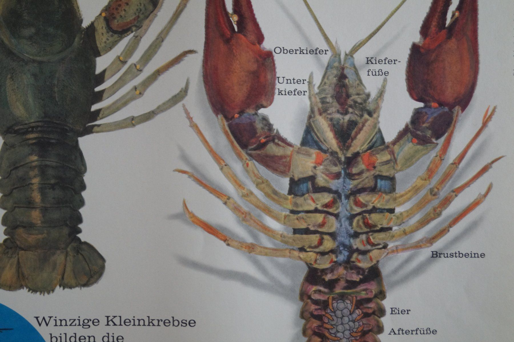 Foto & Immagini: Schulwandbild Poster Nr.9:  Krebse sind Krustentiere – Usato da Härkingen venduto da sammelbecken 4