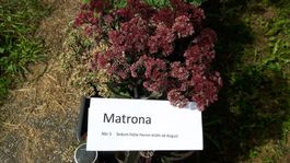 Sedum Matrona Fette Henne
