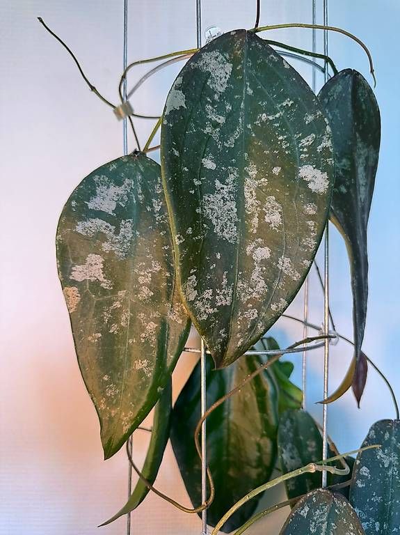 Piante & sementi: Hoya sangguensis Borneo – Nuovo (secondo la descrizione) da Bühler venduto da googelibear 2
