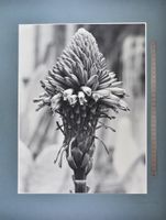 Fotografie Albert Renger-Patzsch, Liliac