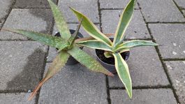 Agave und Aloe, 2 pflegeleichte sukkulente Pflanzen