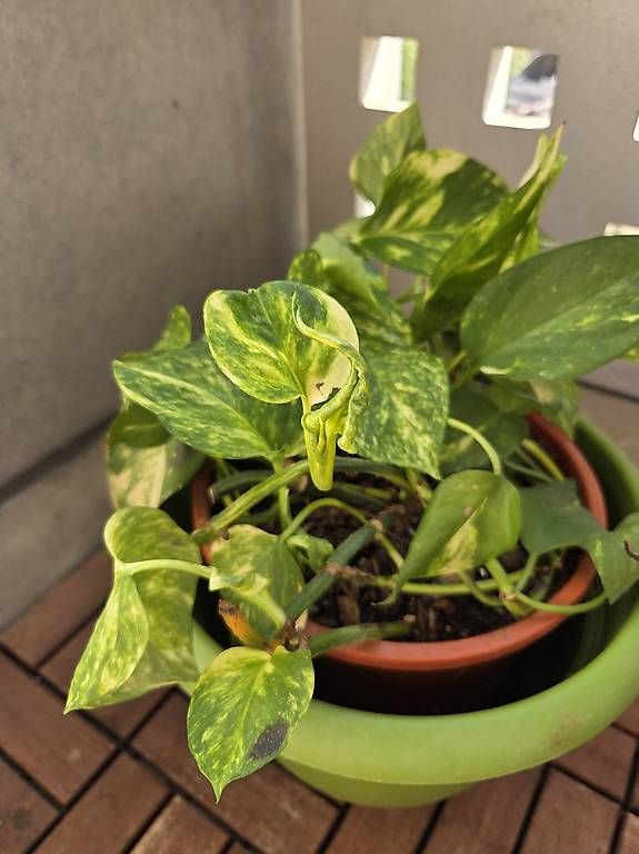 Pflanzen & Samen: Efeutute (Pothos) mit Topf – Gebraucht aus Bern von deb_t8fl 2