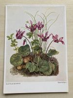 AK Alpenveilchen (Emil Ernst Heinsdorff)
