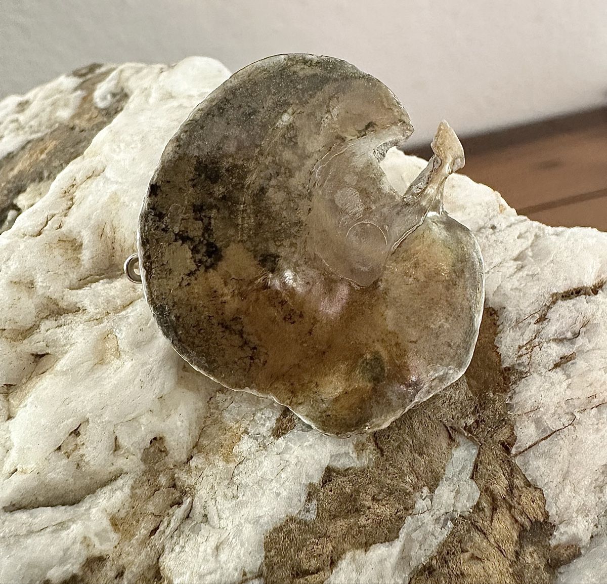 Spille & Fermagli: Brosche – Usato da Otelfingen venduto da Jupi07 6