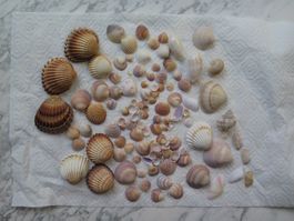 Viele verschiedene Muscheln aus mehreren Ländern