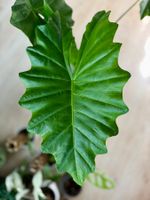 Alocasia Portodora Rhizome 🌱