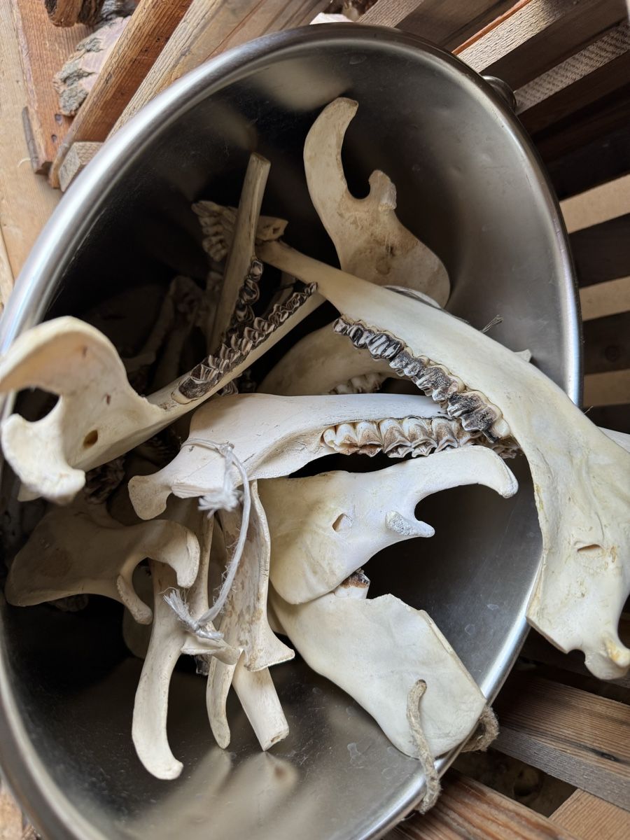 Altre raccolte & rarità: Schädelknochen Kiefer , Tierknochen   – Usato da Chur venduto da Meriva0 1