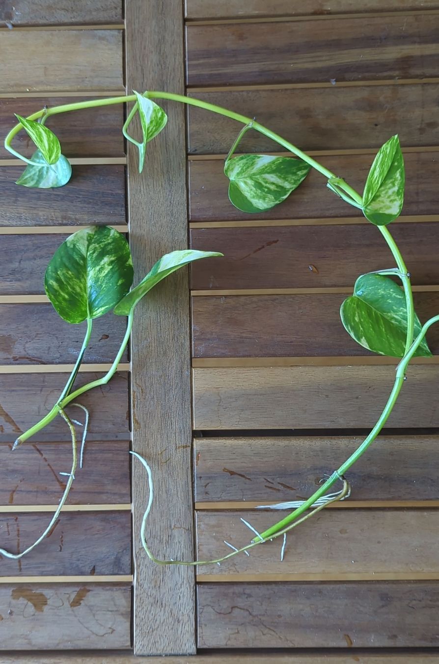 Plantes & graines: Efeutute Steckling mit Wurzeln – Neuf (Voir description) à Zürich par tamurco