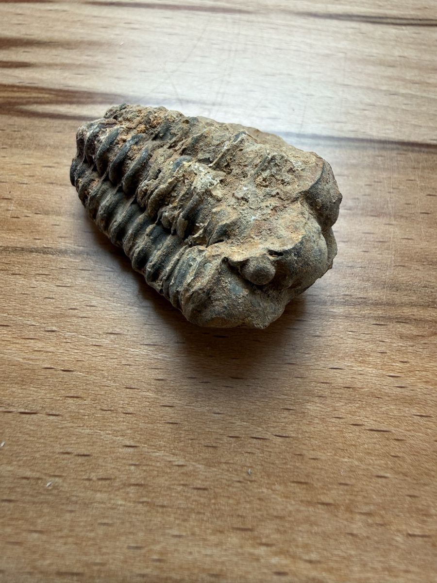 Fossilien: Trilobit – Gebraucht aus Grenchen von Bastet007 2