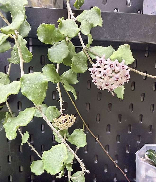 Pflanzen & Samen: Hoya endauensis – Neu und originalverpackt aus Schönholzerswilen von Leavylounge 3