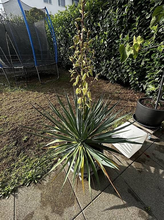 Piante & sementi: Yucca Palme  – Nuovo e nell'imballaggio originale da Oensingen venduto da kikomad 3