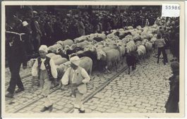 Umzug - Schafherde - Bern