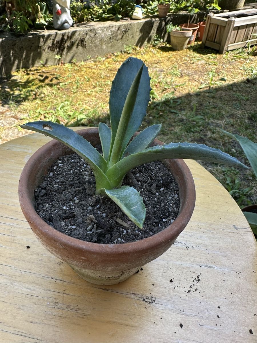 Piante & sementi: Agave 9 cm hoch – Usato da Ottikon venduto da lo99