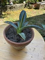 Agave 9 cm hoch