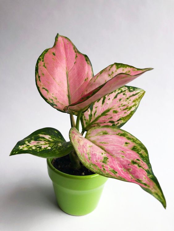 Aglaonema "Pink Princess", Kolbenfaden Kaufen auf Ricardo