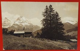 Schermtanne 1922