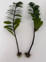 Zamioculcas zamiifolia – bewurzelte Ableger