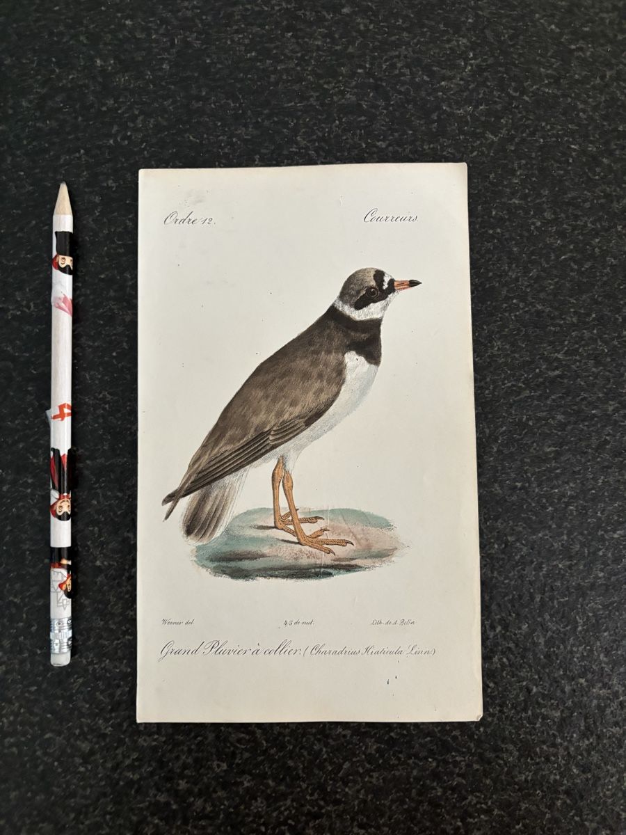 Incisioni: 4 gravures d'oiseaux anciennes et délicates, Werner – Usato da Pâquier-Montbarry venduto da ByAnticAlex 2