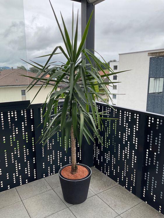 Grosse Yucca Palme Zimmerpflanze 🌴 Kaufen auf Ricardo