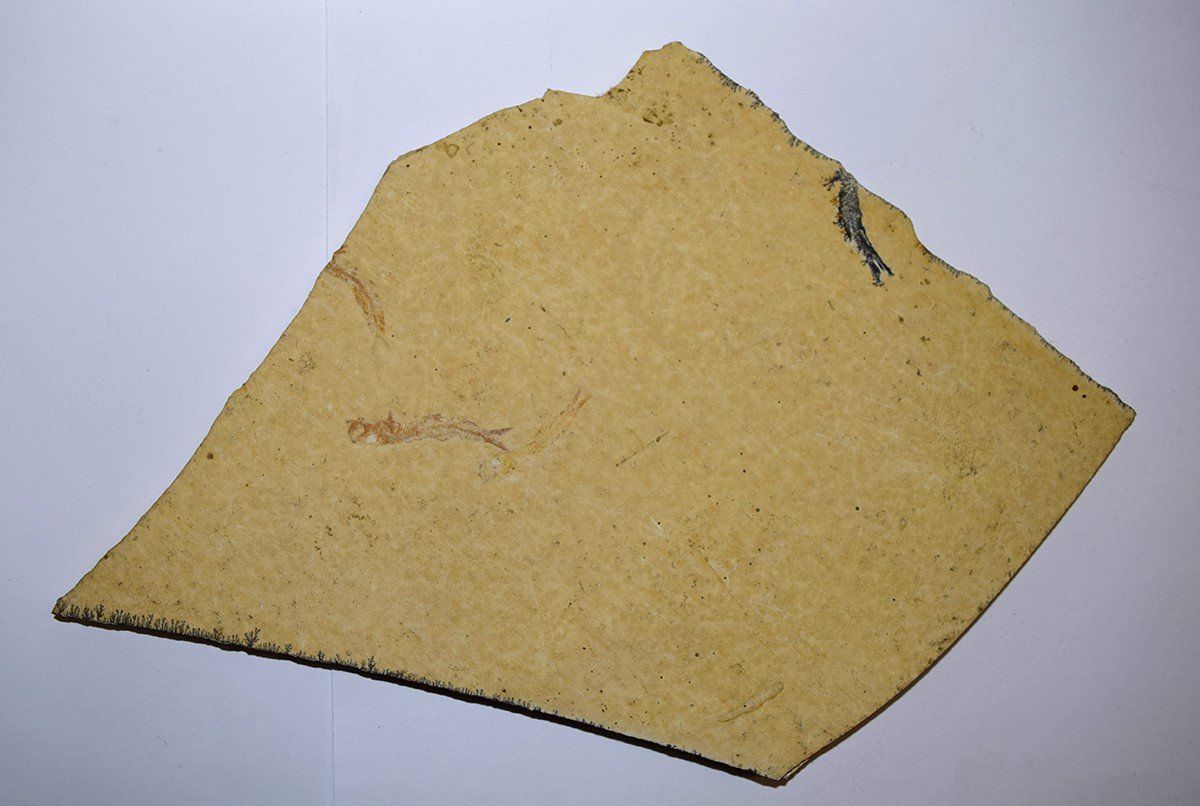 Fossili: Versteinerung aus den USA – Nuovo (secondo la descrizione) da Grabs venduto da Fadenquarz