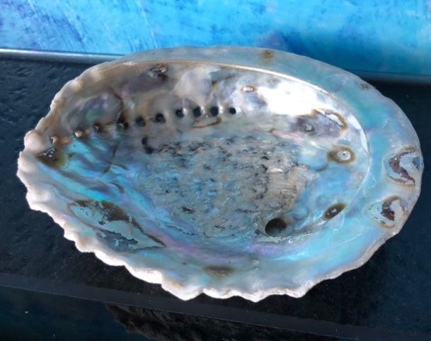 Abalone Shell Muschel Pauna Gartendeko Badezimmer Neuseeland (Gebraucht ...