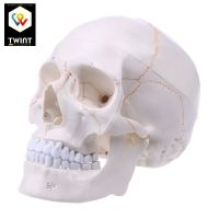 ✅ Anatomisches Schädel-Modell volle Größe [NEU]