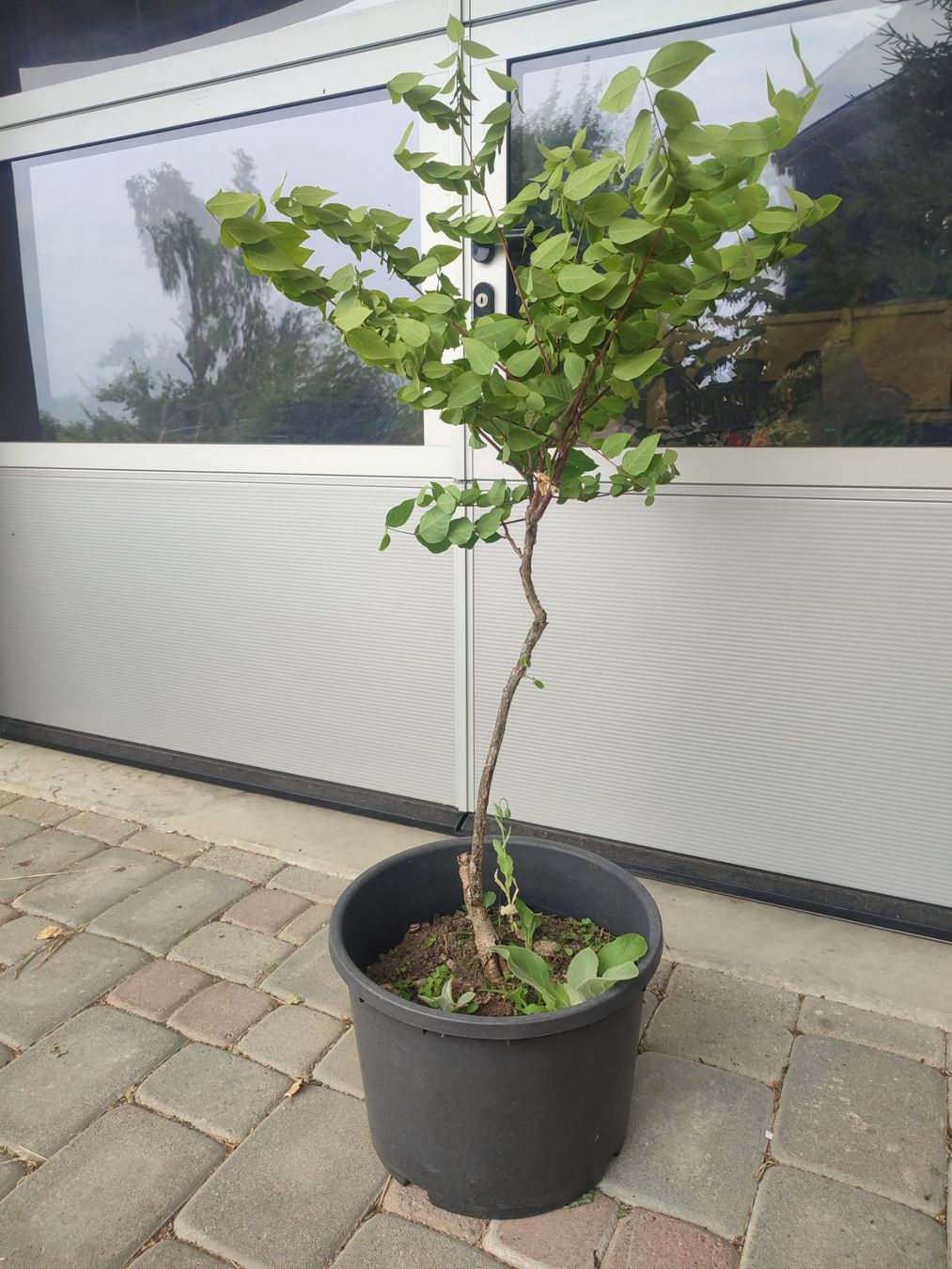 Pflanzen & Samen: Geweihbaum, Gymnocladus dioicus, Schattenbaum – Gebraucht aus Hüswil von benigreen01 1
