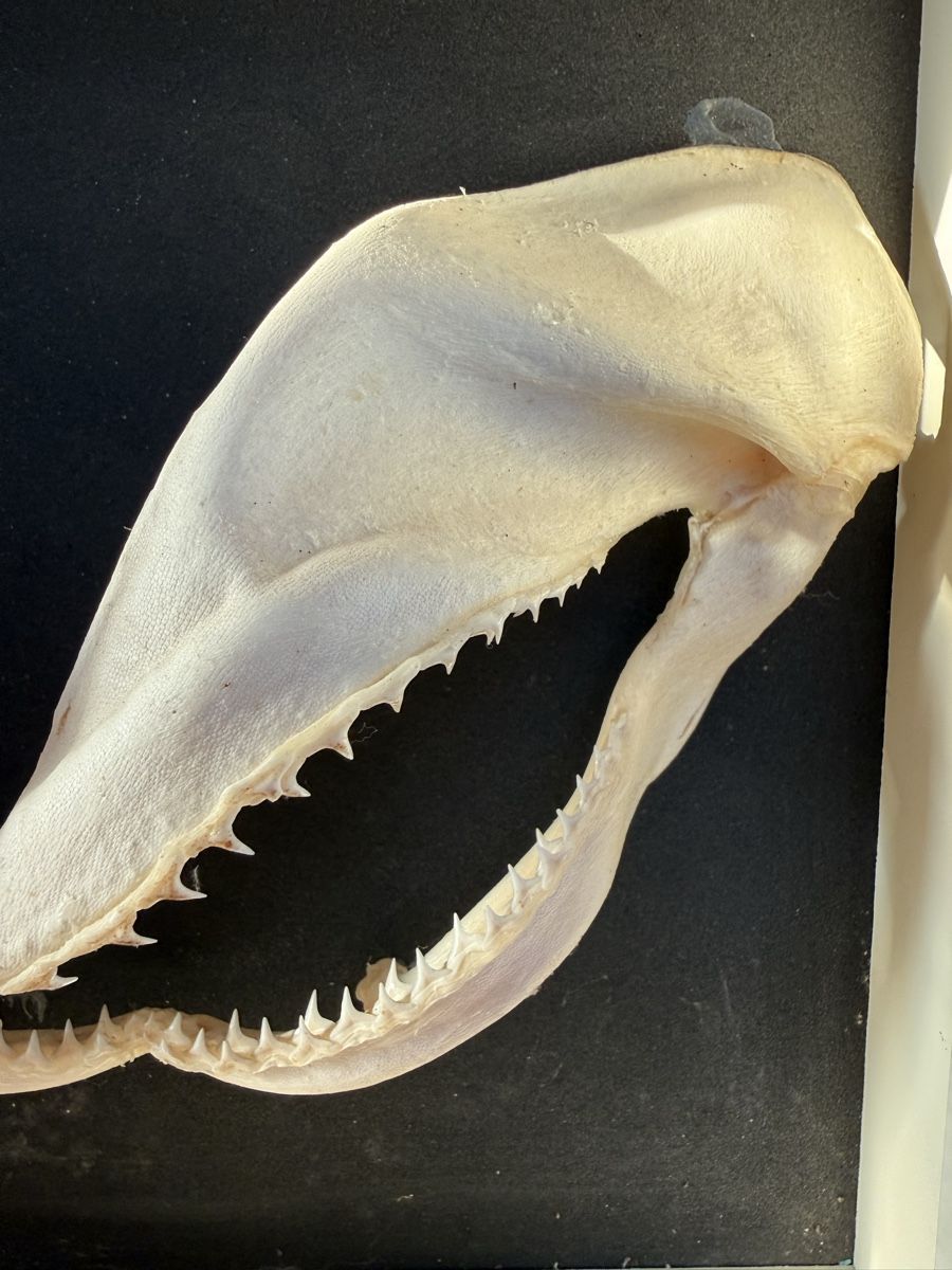 Welt der Tiere: Haifischgebiss – Gebraucht aus Grenchen von Bastet007 6
