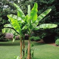 Bananier des neiges ! RARE-PLANT