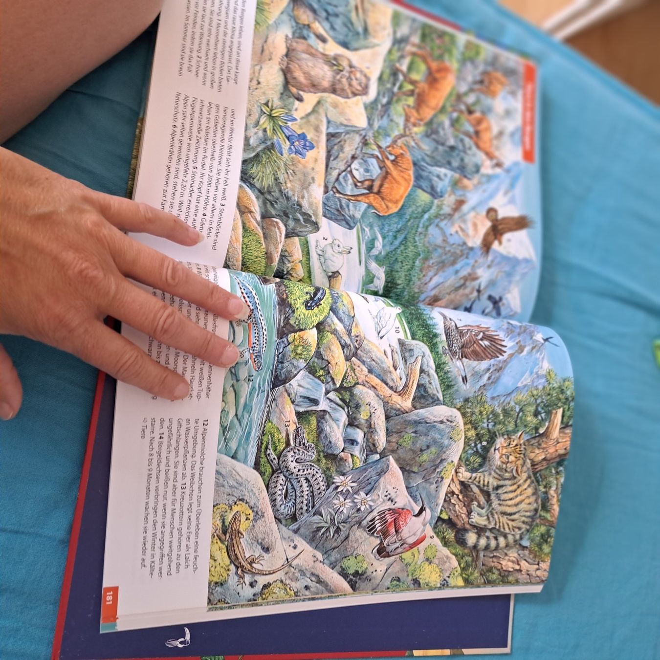 Libri: Das Grosse Herder Bilder Lexikon – Usato da Unterentfelden venduto da Miro-Lou 7