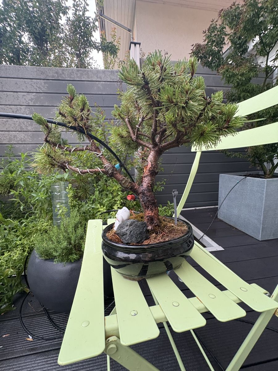 Plantes & graines: Bonsai in schwarzer Bonsaischale – D'occasion à Epalinges par ihl_f6xh 4