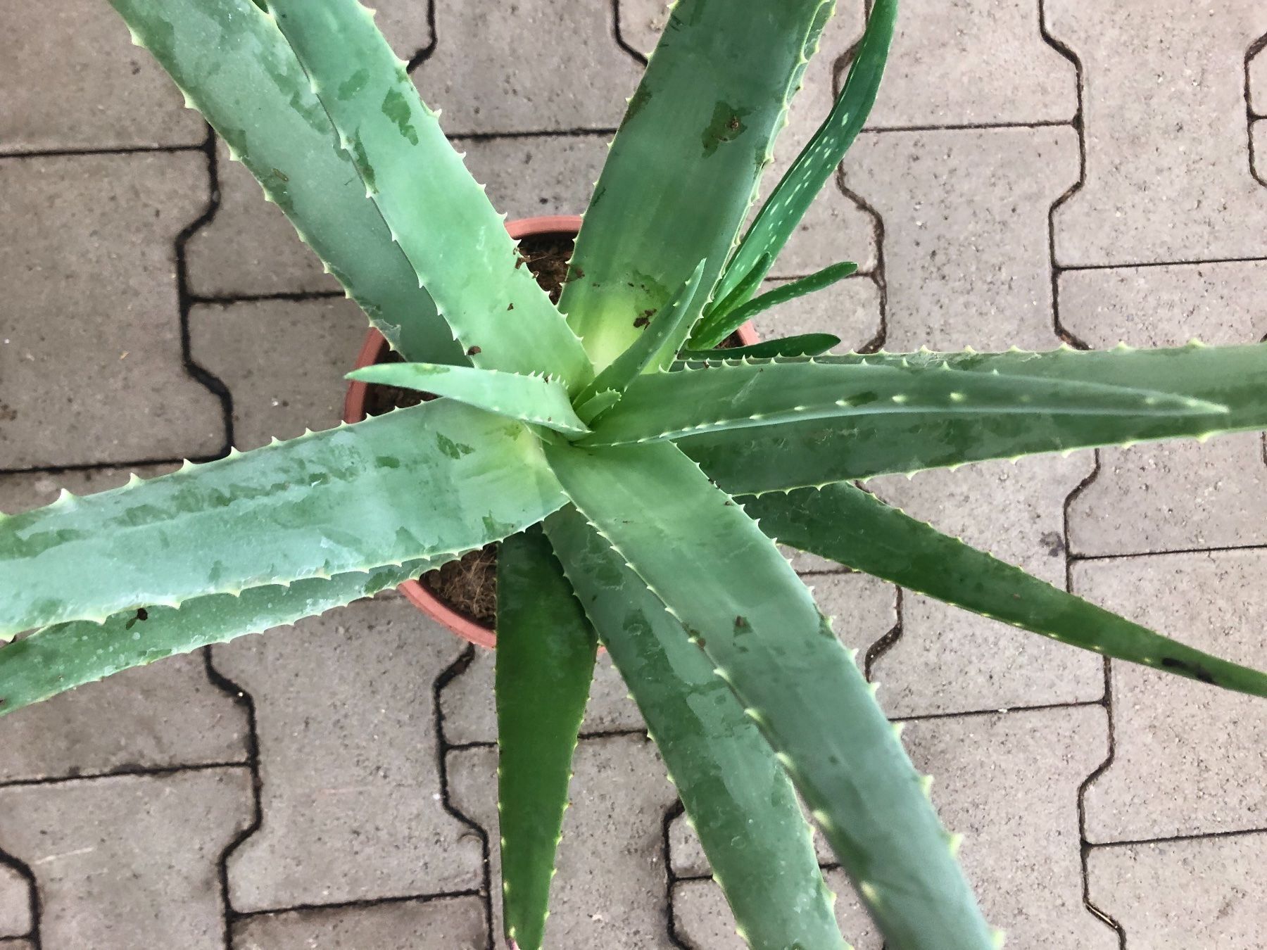 Zierpflanze Heilpflanze 50 cm  ALOE VERA XL (Neu und originalverpackt)  in Rovio fr CHF 49  mit Lieferung auf Ricardo kaufen