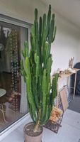 Grosser Kaktus Euphorbia ingens Zimmerpflanze grün