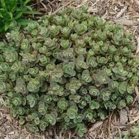 Sedum lime zinger bodendecker Rarität  Jungpflanze