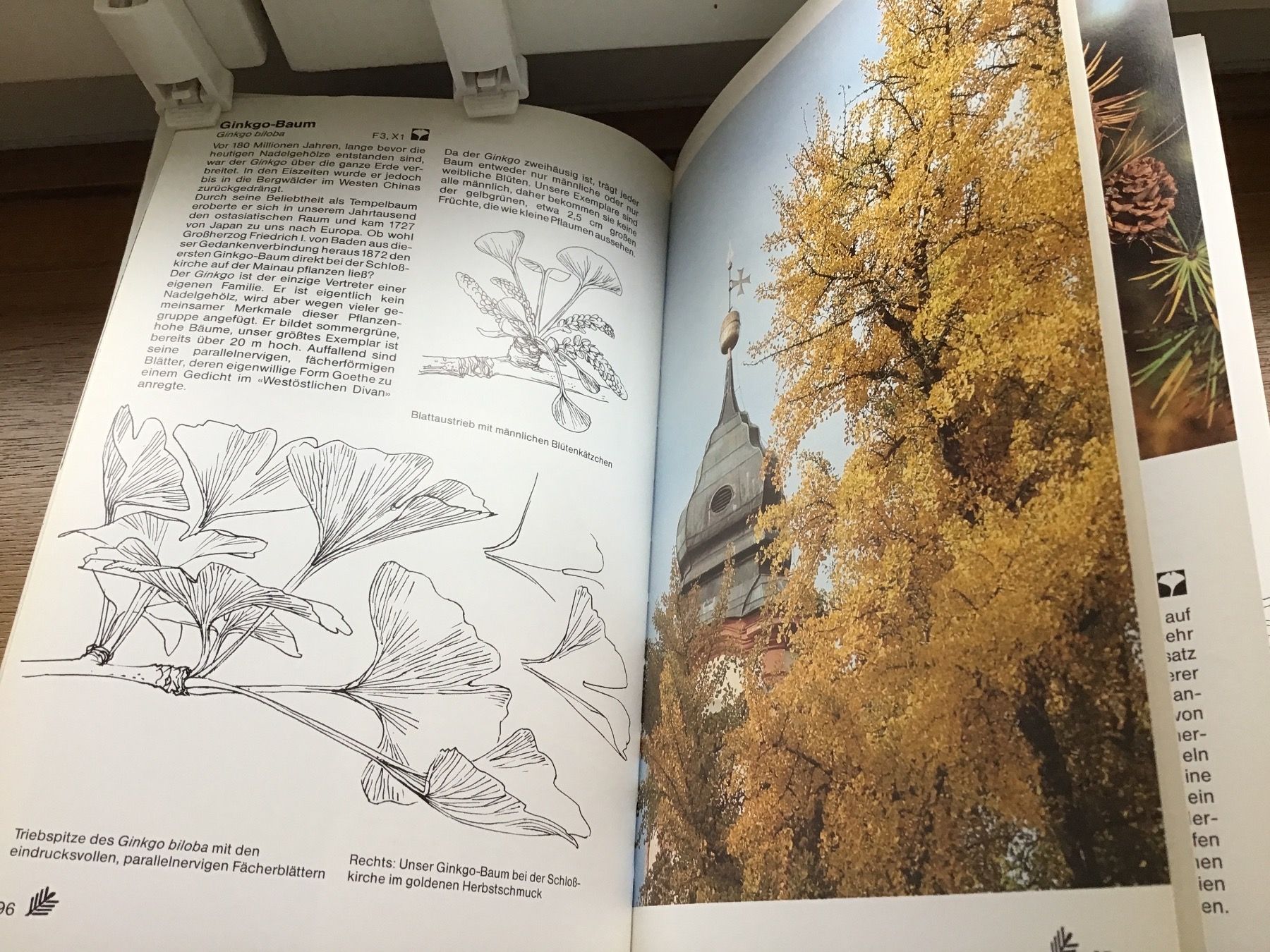 Libri: Pflanzenschutzes der Mainau – Usato da Bischofszell venduto da Emida 2