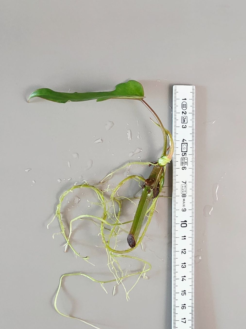 Piante & sementi: Philodendron mayoi Steckling – Nuovo (secondo la descrizione) da Gerolfingen venduto da Azora 2