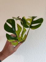 2x Monstera Minima variegata
