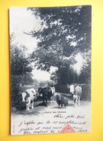 Ansichtkarte belebt, Personnen, Kühe und Schaffe 1905