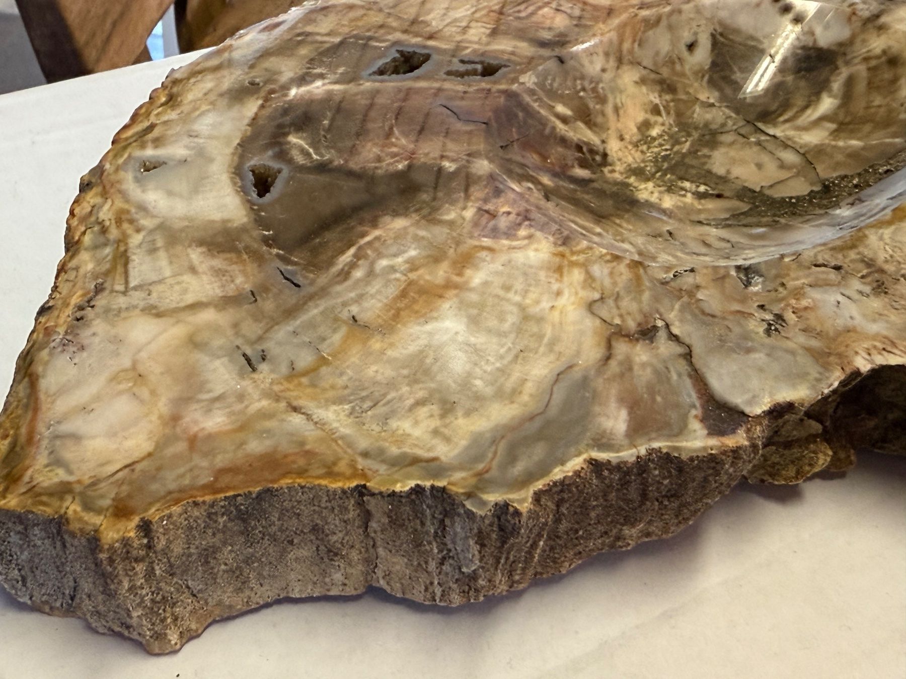 Fossili: Antiker ARAUKARIT versteinerte Holzscheibe – Usato da Bern venduto da Jwpm66 2