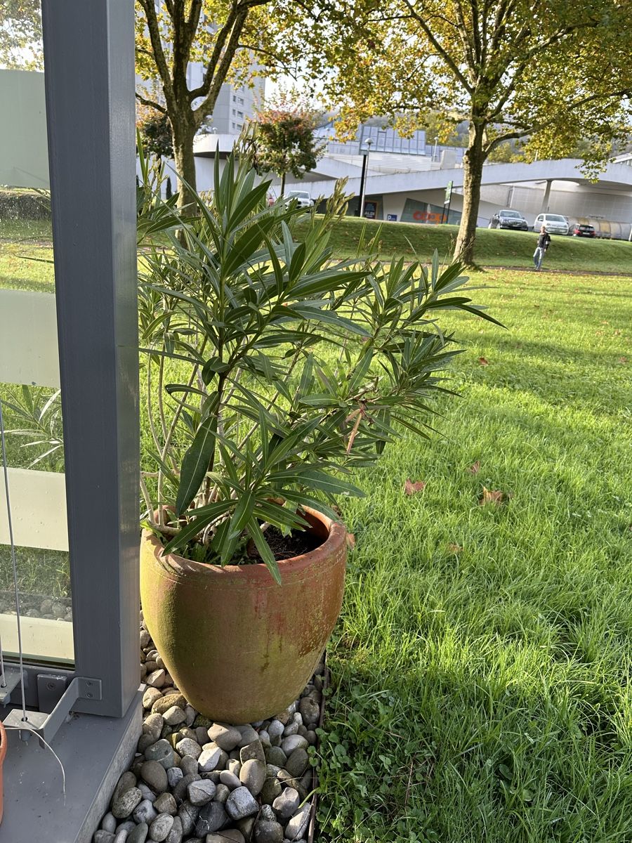 Pflanzen & Samen: Oleander im Topf - Winterhart und pflegeleicht! – Gebraucht aus Luzern von fjd
