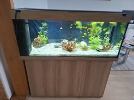 Juwel Aquarium 240l gebraucht mit ganz viel Zubehör
