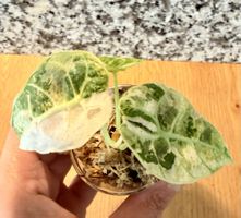 Alocasia Watsoniana Doff Albo/Pink (TC)