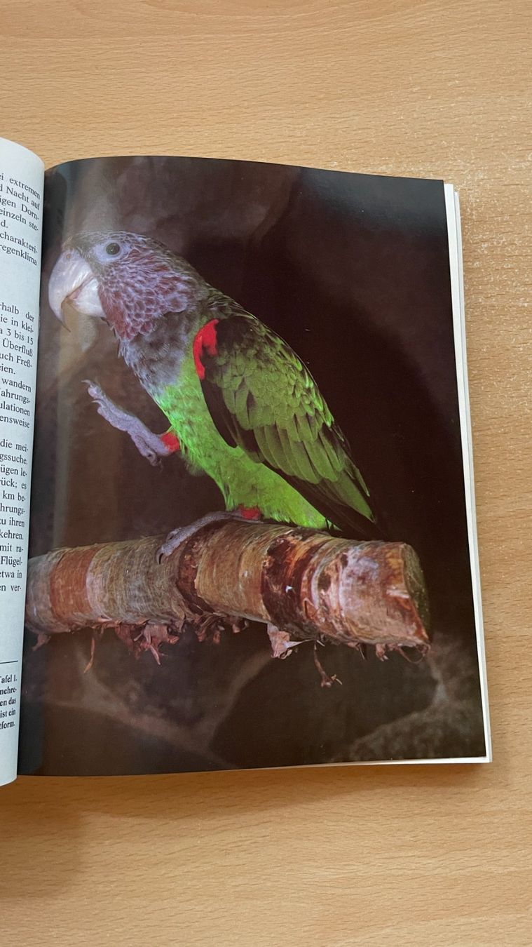 Libri: Langflügel Papageien – Usato da Glattfelden venduto da flomiking 3