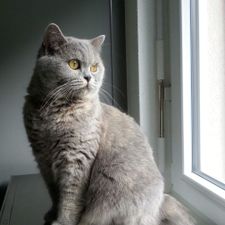 Profile image of Katze3333
