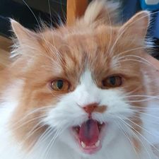 Profile image of ashtom