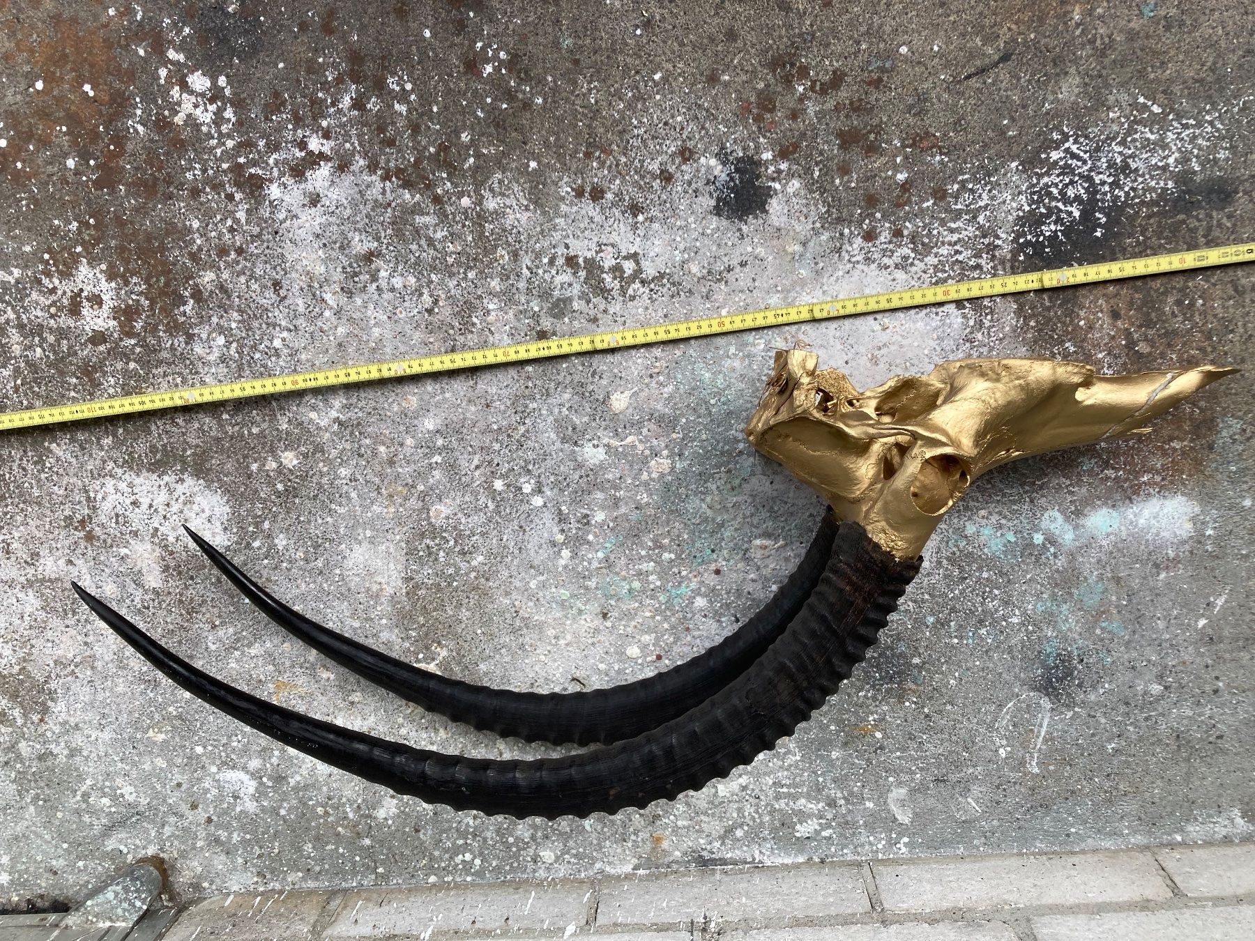 Il mondo degli animali: Rappenantilope Trophäe  3 – Usato da Grosswangen venduto da arum01 3
