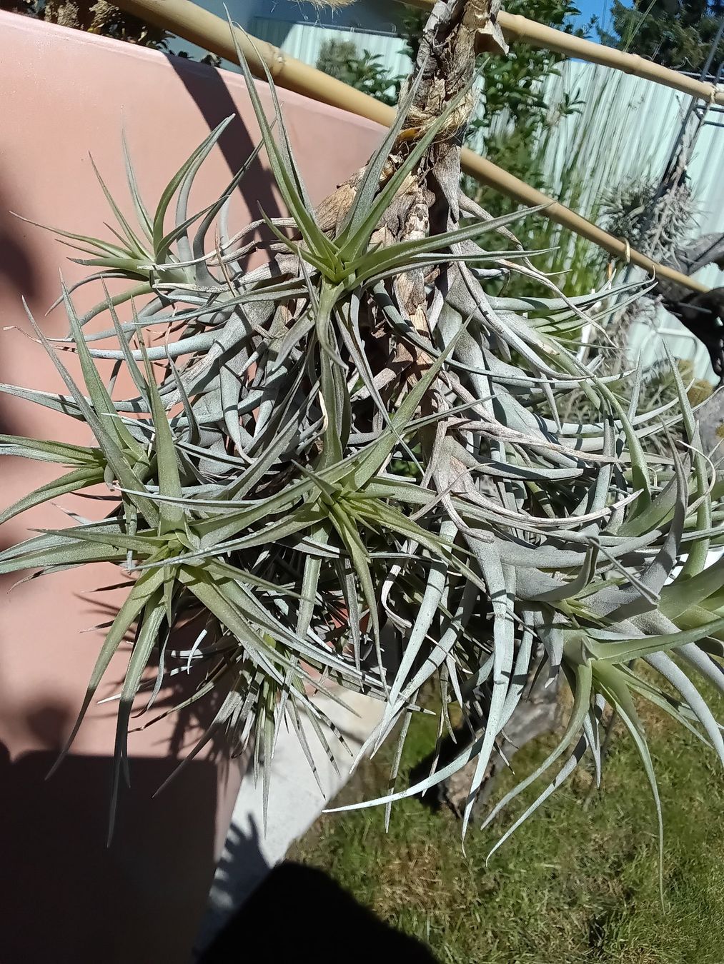 Piante & sementi: Tillandsia bergeri – Nuovo (secondo la descrizione) da Erlach venduto da Tobago25 1