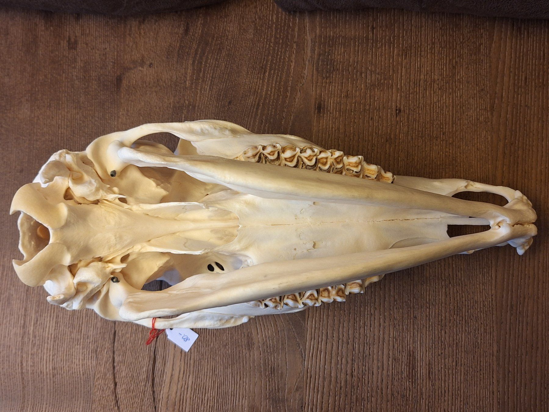 Il mondo degli animali: Rothirsch wbl. – Usato da Widnau venduto da skullcollector 6