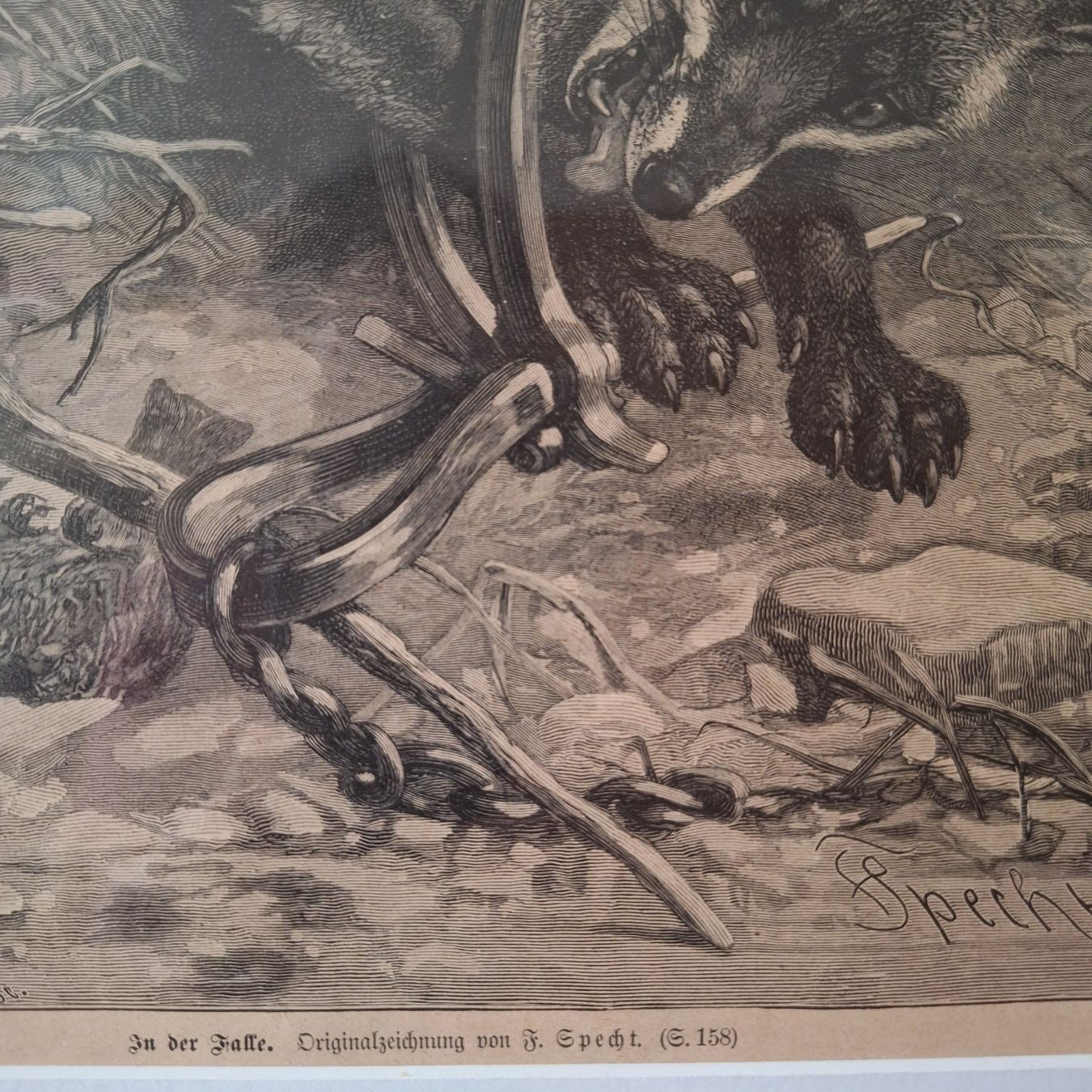 Foto & Immagini: Grösseres Bild, "In der Falle", F. Specht – Usato da Winterthur venduto da Goldpipau 4